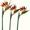thumbnail image 2 of 3pcs, Long Stemmed Artificial Flower Paradise Bird Crane Magnolia Tropical Plant, for Home Kitchen and Living Room Decoration, Wedding and Engagement Decoration, Floral Design, Holiday Parties, 2 of 15