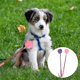 thumbnail image 2 of 2Pcs Durable Paw Shape Rubber Dog Training Pat Pet Training Tool Gift No Hurt Dog Training Whip for Dog Puppy (Random Color, Small Size), 2 of 4
