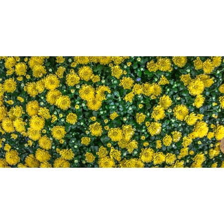 - LAMINATED POSTER Trickle Dew Plants Abstract Nature Yellow Flowers Poster Print 24 x 36