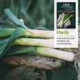 thumbnail image 5 of 3 Packs Large American Flag Leek Seeds - Non-GMO Heirloom Full Sun Perennial Vegetable, 5 of 6