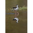 thumbnail image 2 of Jones, Adam 13x18 Gold Ornate Wood Framed with Double Matting Museum Art Print Titled - Black-necked stilt-Myakka River State Park-Florida, 2 of 4
