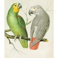 thumbnail image 2 of W. A . Blakston 12x14 Black Ornate Wood Framed Double Matted Museum Art Print Titled: Amazon Parrot, Grey Parrot (1878), 2 of 5