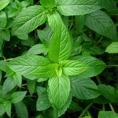 Peppermint Herb Garden Seeds - 5000 Seeds - Non-GMO, Heirloom, Perennial Herbal Gardening for Mint Tea and Culinary Applications, Peppermint .., By Mountain Valley Seed Company Ship from