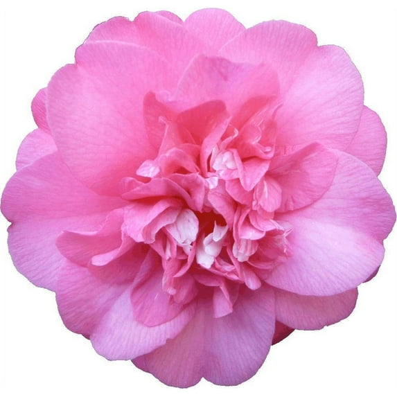 Hollis Pink Camellia Wall Decal Cutout