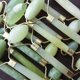 thumbnail image 2 of Jade Stone Roller Dispositivo de belleza facial antiarrugas Body Neck Masajeador adelgazante Tmvgtek Para estrenar, 2 of 5