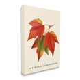 thumbnail image 3 of Stupell Industries Antique Red Maple Leaf Illustration Autumn Foliage, 30 x 40,Design by Daphne Polselli, 3 of 5