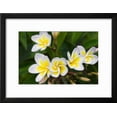 thumbnail image 2 of Plumeria Flowers, Island of Kauai, Hawaii, Botanical Framed Art Print Wall Art by Russ Bishop Sold by Art.Com, 2 of 5