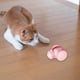 thumbnail image 3 of Automatic Moving Cat Toy, Bee Shape Electric Cat Toy With Light, Colorful Cat Toys, Smart Cat Self Play Toys For Cat, Kitten, 3 of 5