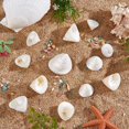 thumbnail image 4 of Conchas marinas espirales naturales sin perforar, 100 g (13 piezas), conchas marinas de playa de 2 a 4 cm, con diseño floral blanco, sin agujeros., 4 of 5