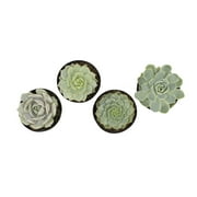 Element by Altman Plants Echeveria Live Succulent, Live Indoor House Plants with Grower Pots , 2.5 inch , Pack of 4