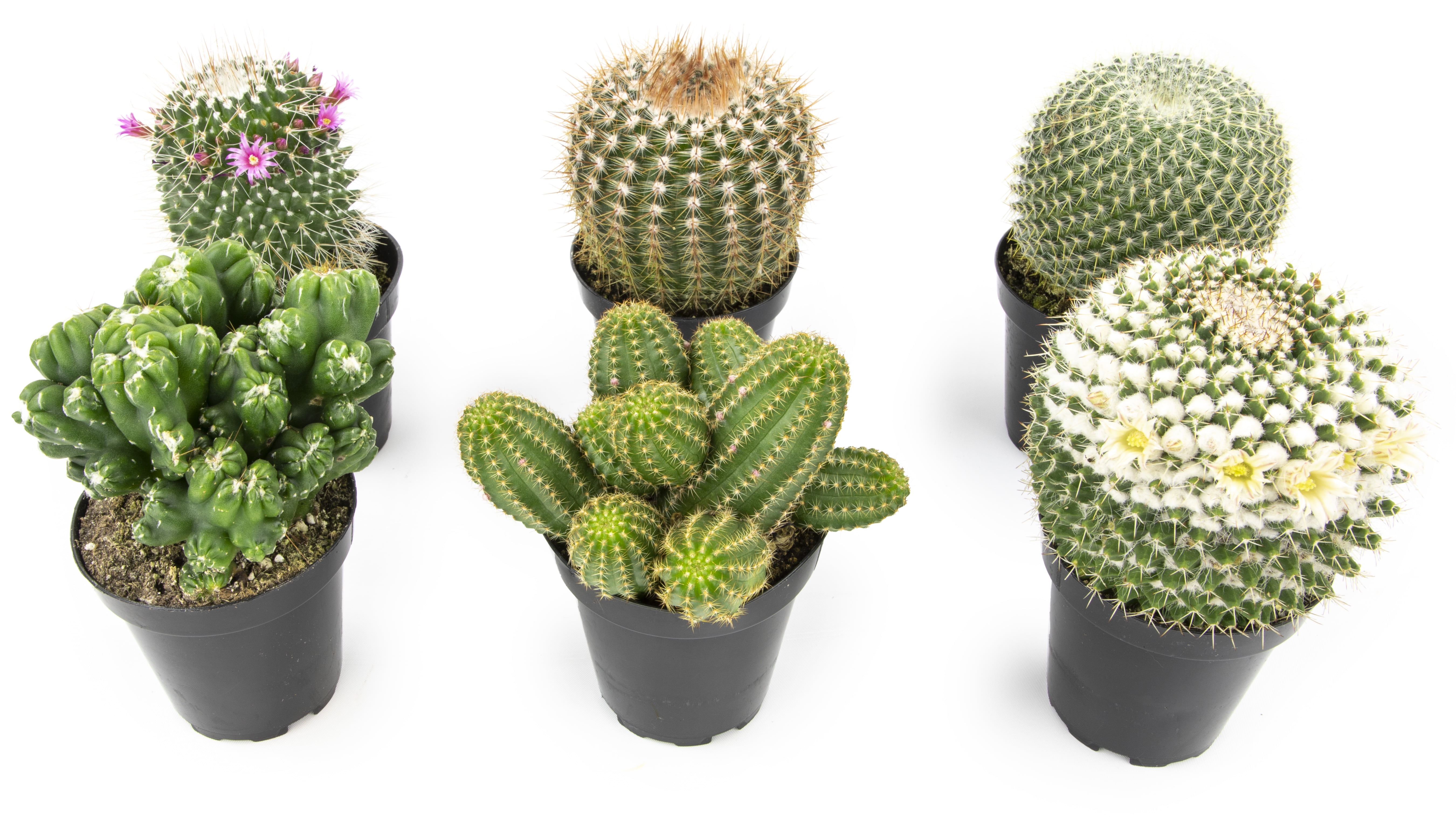 Altman Plants Large Cactus Plants 6-Pack; 3.5 Inch Grower Pots, Full Sun; Easy Plant Care