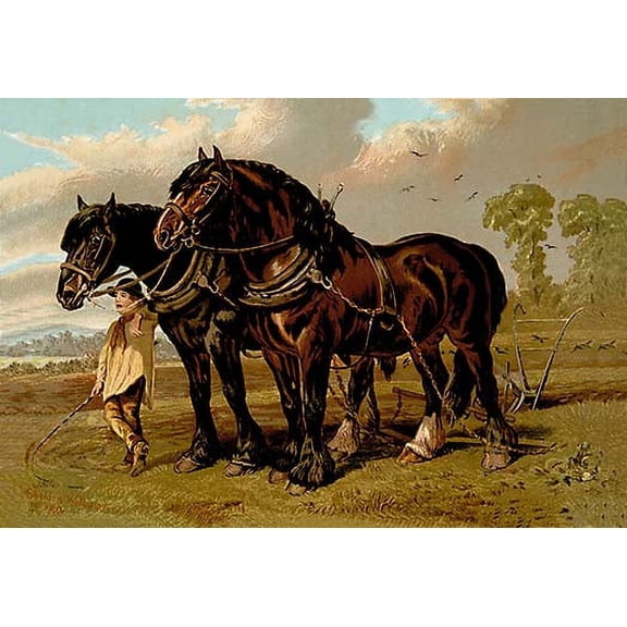 Clydesdale Stallion & Mare Fine art canvas print (20" x 30")