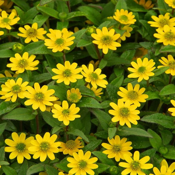 Creeping Zinnia Seeds - Sanvitalia Procumbens Ground Cover Seed - 4000 Seeds