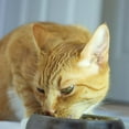 thumbnail image 3 of Cat Food Gourmet Gravy Centers, 4 Flavor 8 Can Sampler (2) Each: Tuna, Beef, Chicken, Salmon (3 Ounces) MerlinsMart Zine + Catnip Toy | Savory Centers, 3 of 9