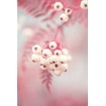 thumbnail image 2 of 1x Studio III 17x24 Black Ornate Wood Framed with Double Matting Museum Art Print Titled - Berries on a twig No2, 2 of 4