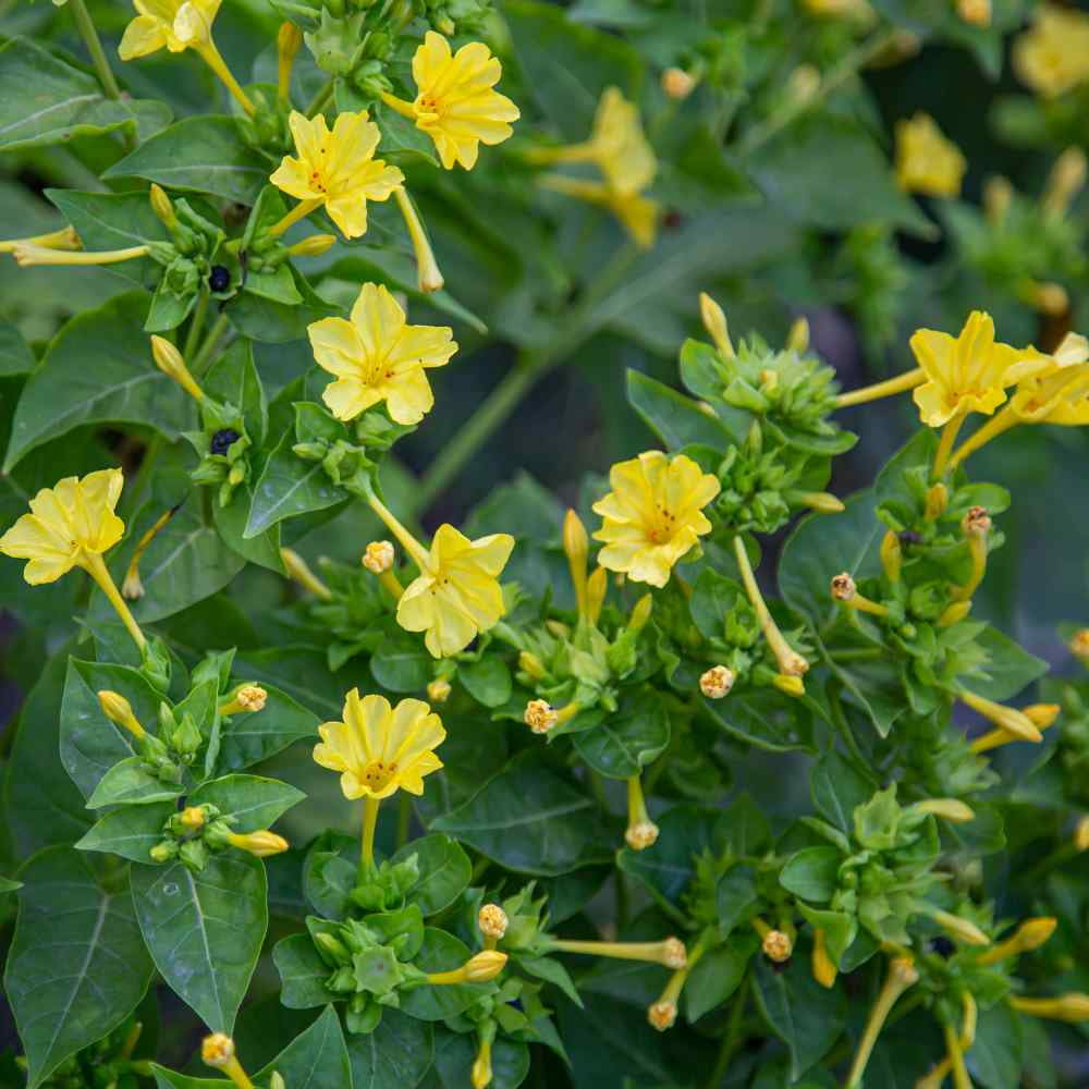 Four O' Clock Seed - Mirabilis Jalapa Yellow Flower Seeds - 1 LB
