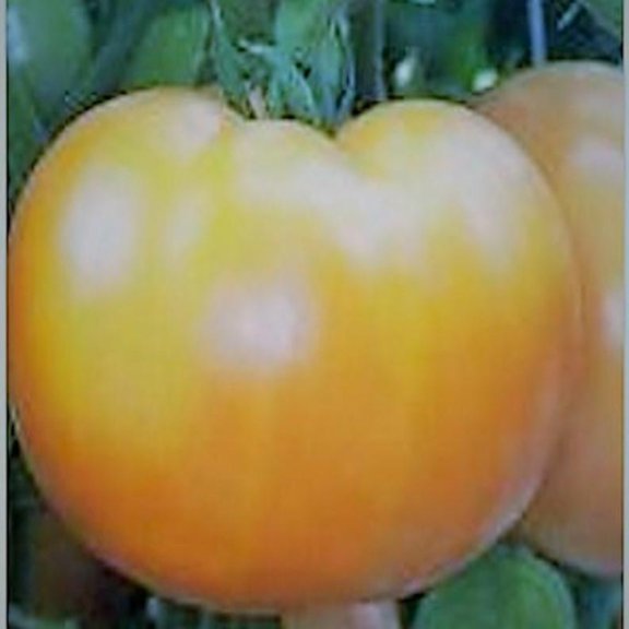 PAPAW'S GARDEN SUPPLY LLC. HELPING THE NEXT GENERATION GROW! Carolina Gold Hybrid Tomato 20 Seeds