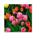 thumbnail image 2 of Trademark Art "Pink in the Middle Tulips" Canvas Art by Kurt Shaffer, 2 of 3