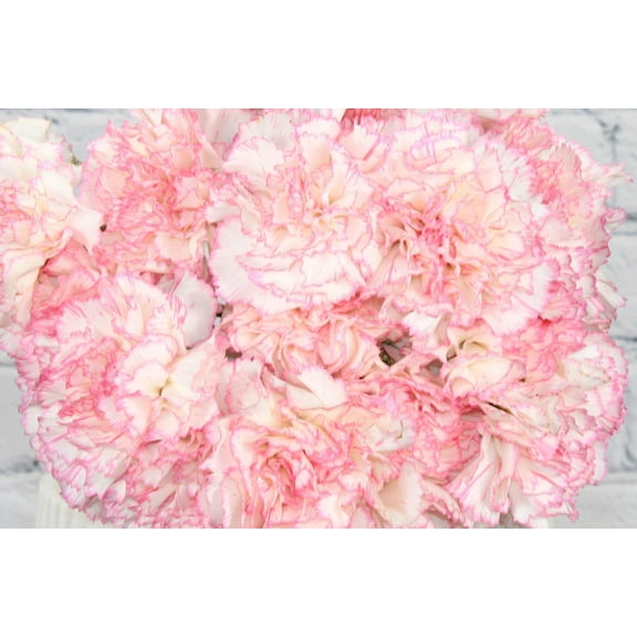 Real Touch Flowers - Fresh & Natural White Pink Carnation - 1 Bunch (25 Stems)