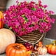 thumbnail image 1 of 12 Manojos de Flores Artificiales de Otoño, Decoración de Otoño Al Aire Libre a Prueba de Decoloración para Porche, Jardín, Patio, Sala de Estar, Recámara - Arreglo Floral Decorativo Multiusos, 1 of 10