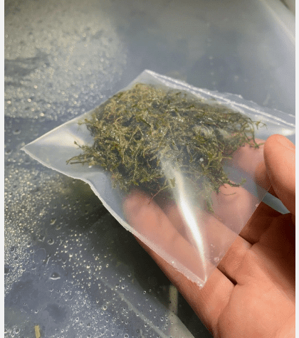 Java Moss Live Aquarium Plant (Taxiphyllum barbieri)