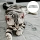 thumbnail image 4 of YSNOOWE 1Ud Refrescante Para Mascotas Con Material Aluminio Para El Sobrecalentamiento, 4 of 6