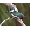 thumbnail image 2 of Williams, Joanne 18x15 Black Ornate Wood Framed with Double Matting Museum Art Print Titled - Brazil, Pantanal Green kingfisher on tree limb, 2 of 4