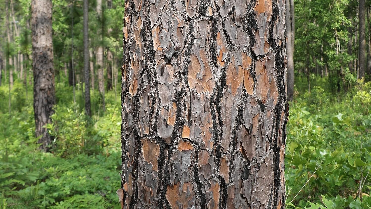 Longleaf Pine Tree  3 Live Plants  Pines Palustris  Hardy Fast Growing Evergreen Eco-Friendly Trees