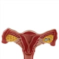 thumbnail image 5 of 3X 1:1 Modelo de Trompas de Falopio de Ovario de Útero Femenino Humano Modelo Anatómico de Anatomía Herramientas de Enseñanza, 5 of 5