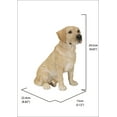 thumbnail image 3 of SITTING BROWN LABRADOR, 3 of 4
