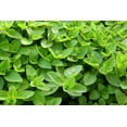 thumbnail image 2 of TomorrowSeeds - Sweet Marjoram Seeds - 5000+ Count - For 2026 Planting Origanum Majorana Perennial, 2 of 11