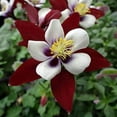 thumbnail image 3 of 20 Seeds BURGUNDY Columbine McKana Giants Flower Seeds, Perennial Colorful, Easy to Grow Attracts Bees and Hummingbirds 20 SEEDS Free Shipping, 3 of 3