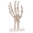 thumbnail image 2 of 1 pieza 1: 1 mano humana modelo conjunto estudio escolar herramienta de Zulema Modelo de esqueleto de mano, 2 of 7