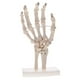 thumbnail image 2 of 1: 1 Modelo de Articulación de Tamaño Natural con Estatua Suministros de Juguete de Aprendizaje, 2 of 7