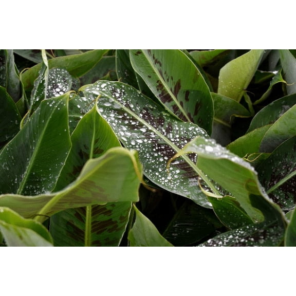 Daylily Nursery Musa Poquito Banana Tree Live Plant in 4 Inch Cup