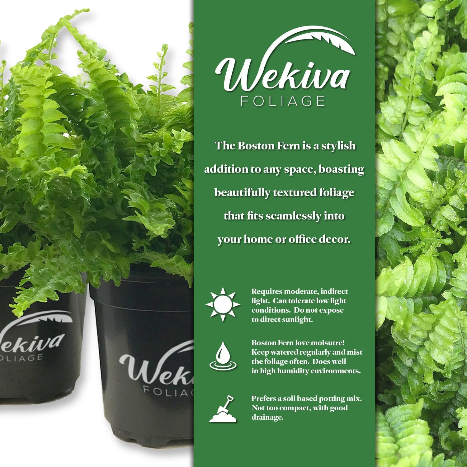 Boston Fern Plant - 2 Live Starter Plants - Nephrolepis Exaltata - Beautiful Indoor Air Purifying Fern