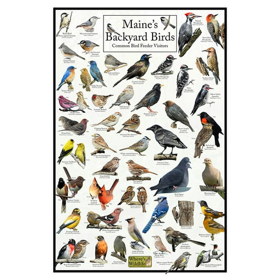 Maine's Backyard Birds Poster - Maine Bird Chart Highlighting Birds At Your Bird Feeder