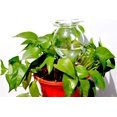 thumbnail image 2 of Bird Shaped: Self Watering Planter Insert, Clear Glass Automatic Plant Waterer for Indoors & Outdoors, Slow Drip Devices with Optimal Moisture Level, 2 Pieces, 2 of 8