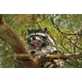 thumbnail image 2 of Terrill, Steve 24x17 Black Ornate Wood Framed with Double Matting Museum Art Print Titled - OR, Portland Raccoon yawns in a tree limb, 2 of 4