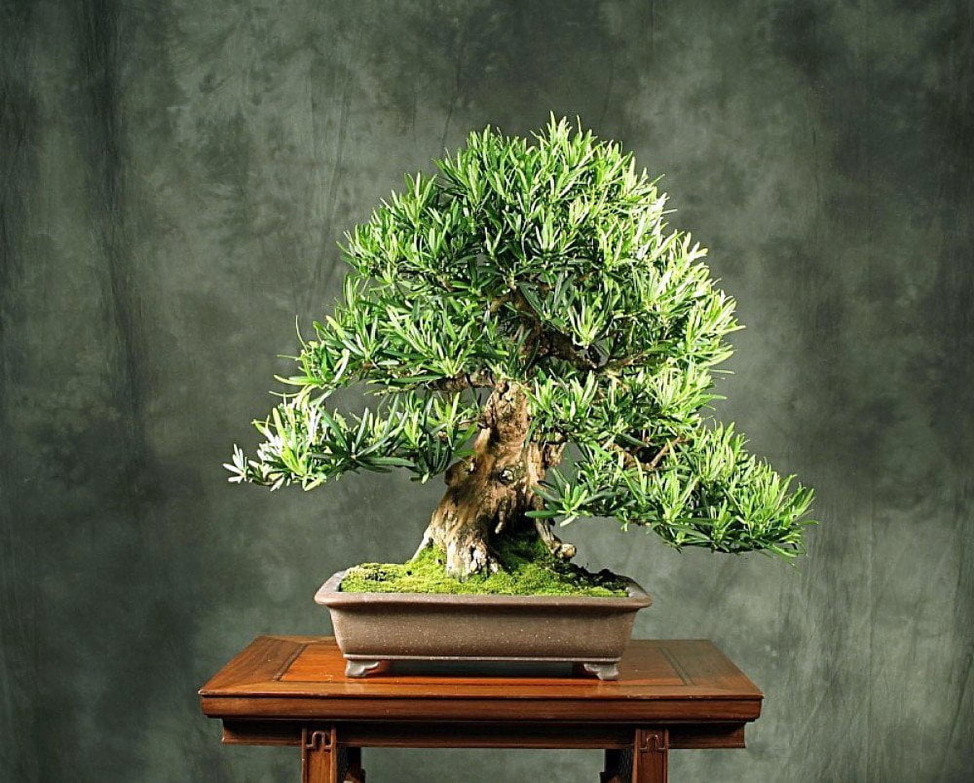 Buddhist Pine Tree - Bonsai/Houseplant - Podocarpus - 4" Pot - Walmart.com
