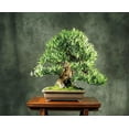 thumbnail image 3 of Buddhist Pine Tree - Bonsai/Houseplant - Podocarpus - 4" Pot, 3 of 4