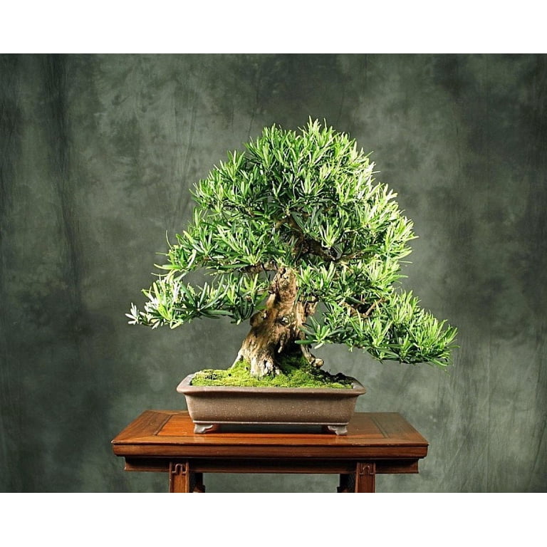 Buddhist Pine Tree - Bonsai/Houseplant - Podocarpus - 4" Pot - Walmart.com
