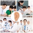 thumbnail image 5 of KAKOWELY Silicone Ear Model for Teaching and Practice Beige Color Realistic Design Perfect for Students,2.76"X1.57"X0.39", 5 of 5