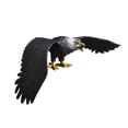 thumbnail image 2 of Modelo De águila Simulada, Juguete De Juguete, Pájaro Animal, Juguete Para Ni?as, Ni?os, Regalo Educativo L Negro, 2 of 8