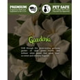 thumbnail image 3 of Pure Gardenia Wax Melts Bulk Pack - Highly Scented + Essential & Natural Oils - Shortie's Candle Company, 3 of 5