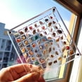 thumbnail image 4 of Magnetic Seashell Display Box Transparent Seashell Storage Box Display Box Multifunctional Clear Jewelry Display Organizer Case, 4 of 5