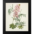 thumbnail image 2 of Wild Apple Portfolio 12x14 Black Modern Framed Museum Art Print Titled - Antique Botanical LVII Cream, 2 of 5