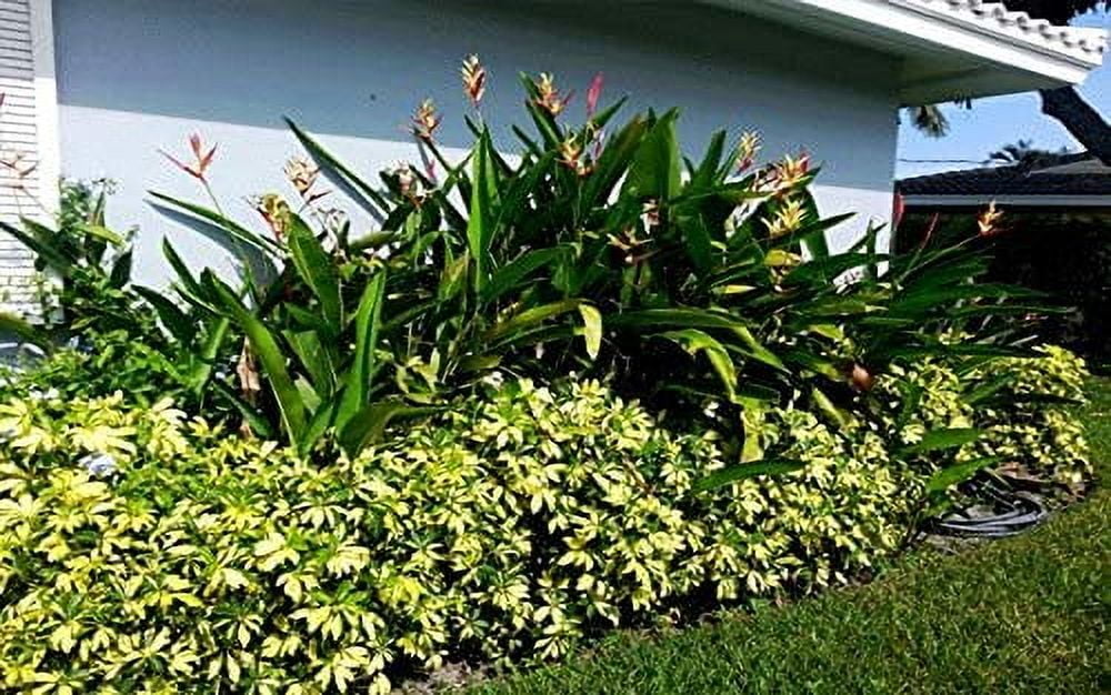 Arboricola Variegated Trinette  2 Extra Large 3 Gallon Plants  Schefflera arboricola 'Trinette'  Lush Foliage  Indoor/Outdoor Versatility