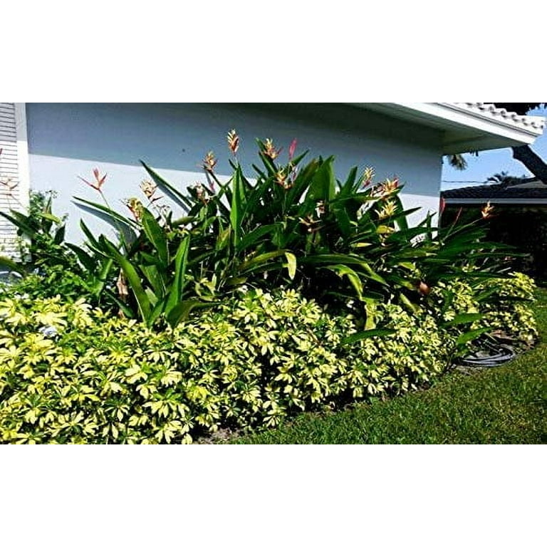 Arboricola Variegated Trinette 3 Extra Large 3 Gallon Plants Schefflera  arboricola 'Trinette' Lush Foliage Indoor/Outdoor Versatility - Walmart.com