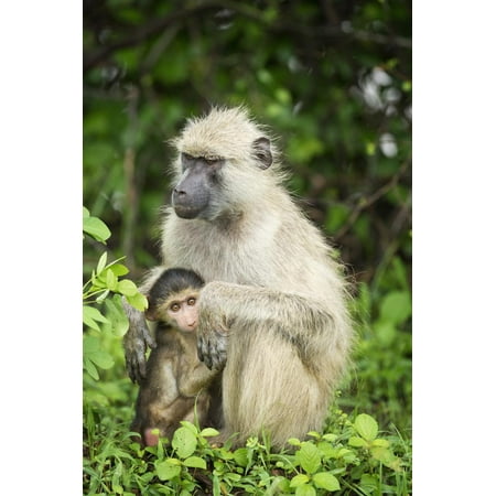 Mother and Baby Yellow Baboon (Papio Cynocephalus), South Luangwa National Park, Zambia, Africa Print Wall Art By Janette